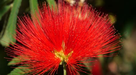 obscure flower names|7 Unusual (and Funny) Names of Unique Flowers – Rosaholics.
